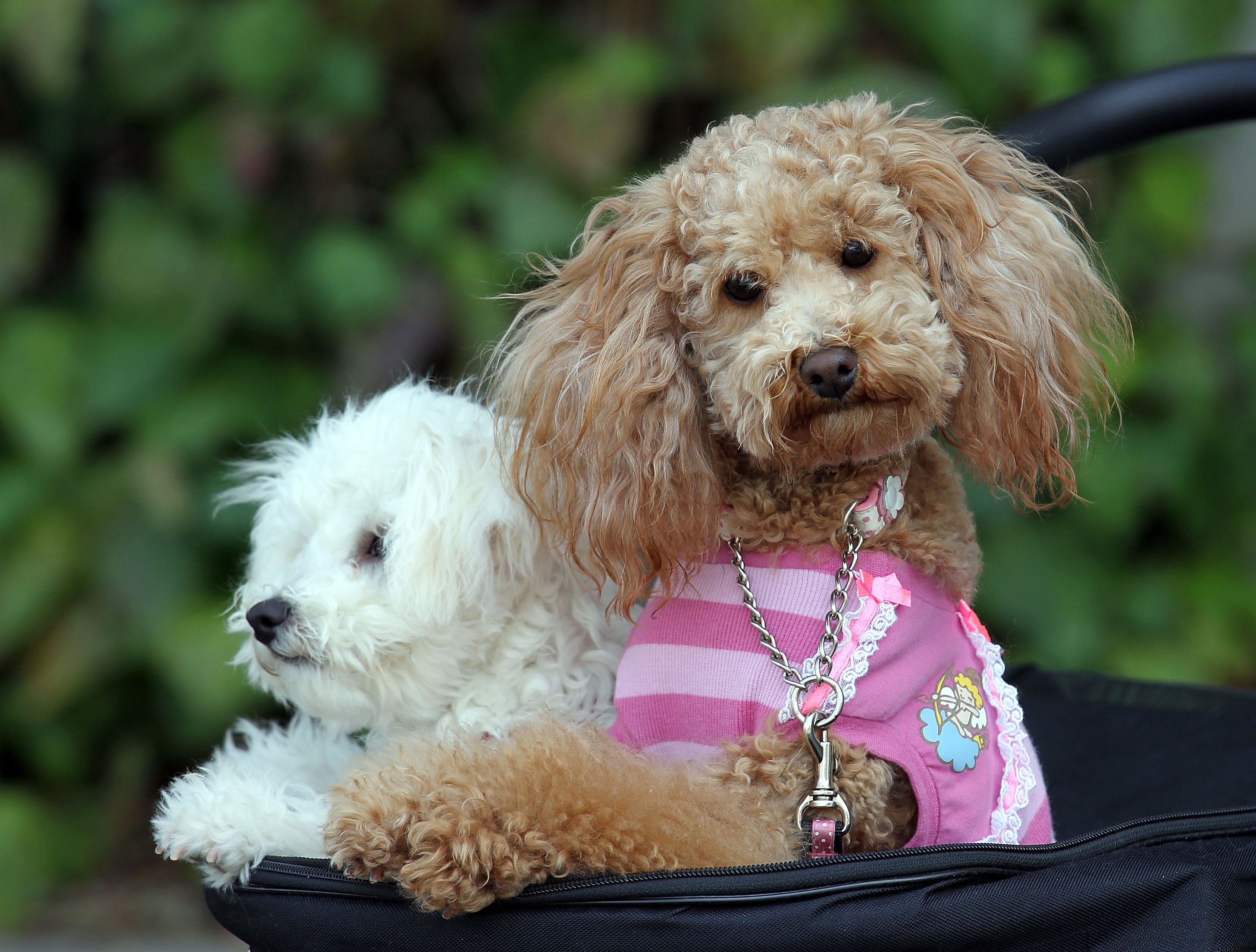Toy Poodle Puppies for Sale | Available Pin on Miniature poodle puppies for ...