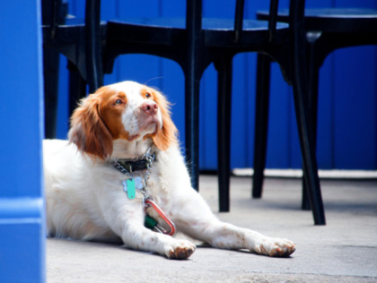 Best Dog-Friendly Bars In The East Bay – CBS San Francisco