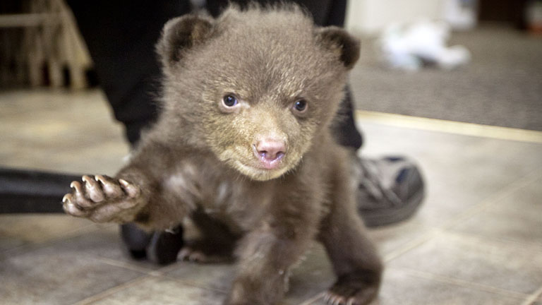 Orphaned Baby Bear Cub Tahoe Makes Progress In Recovery Cbs San Francisco
