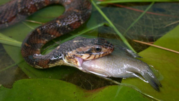 Invasive Water Snakes Competing With Endangered California Garter
