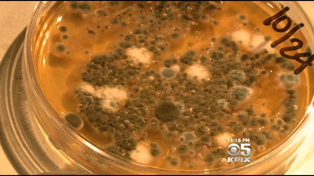 Mold found in a medical marijuana sample. (CBS)