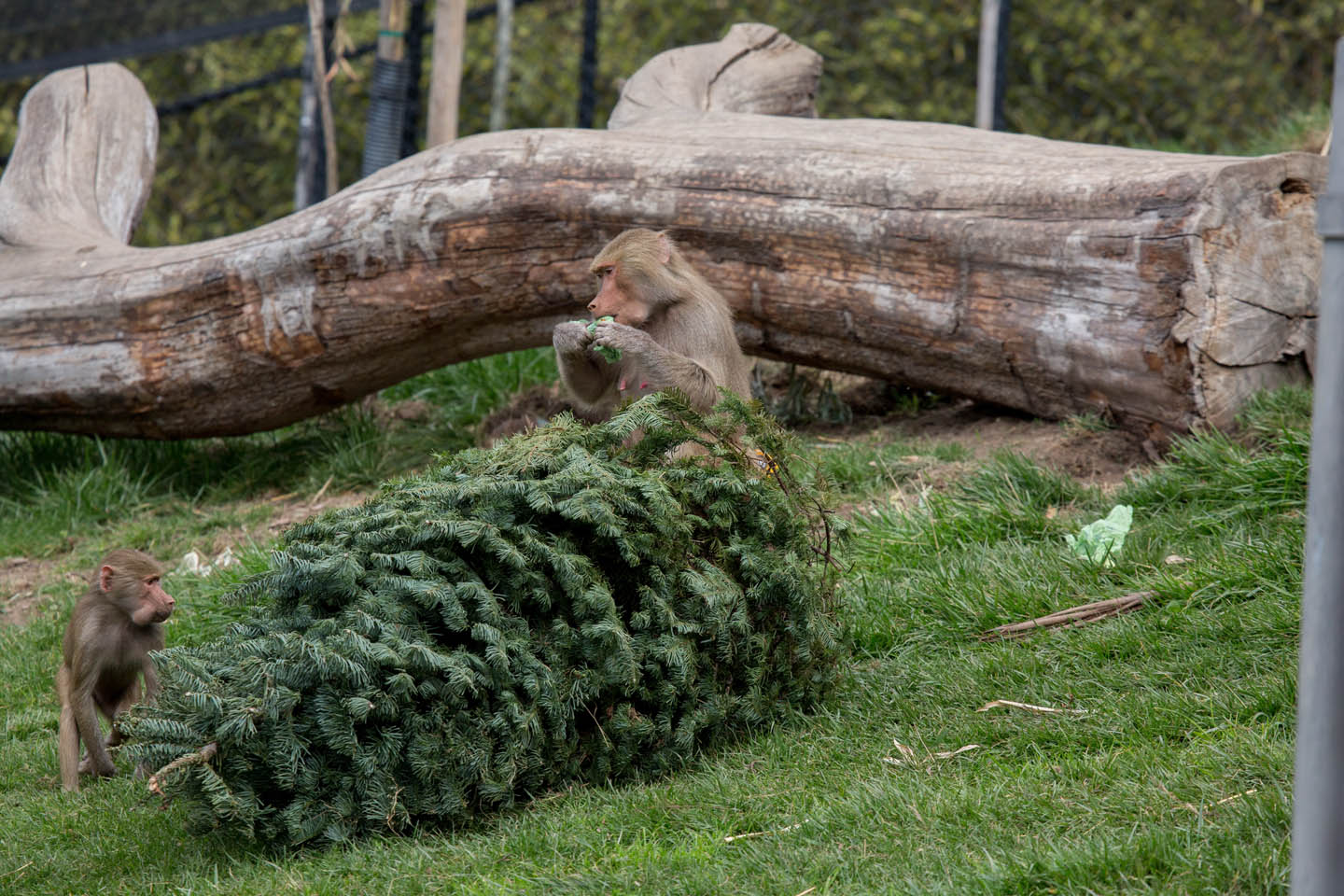 (photo courtesy Steve Goodall, Oakland Zoo)