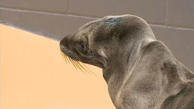 Sick sea lions at the Marine Mammal Center. (CBS)