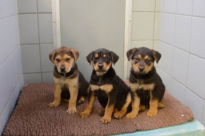 Nine puppies discarded near a dumpster in San Rafael were saved by a good samaritan.  (Marin Humane Society)