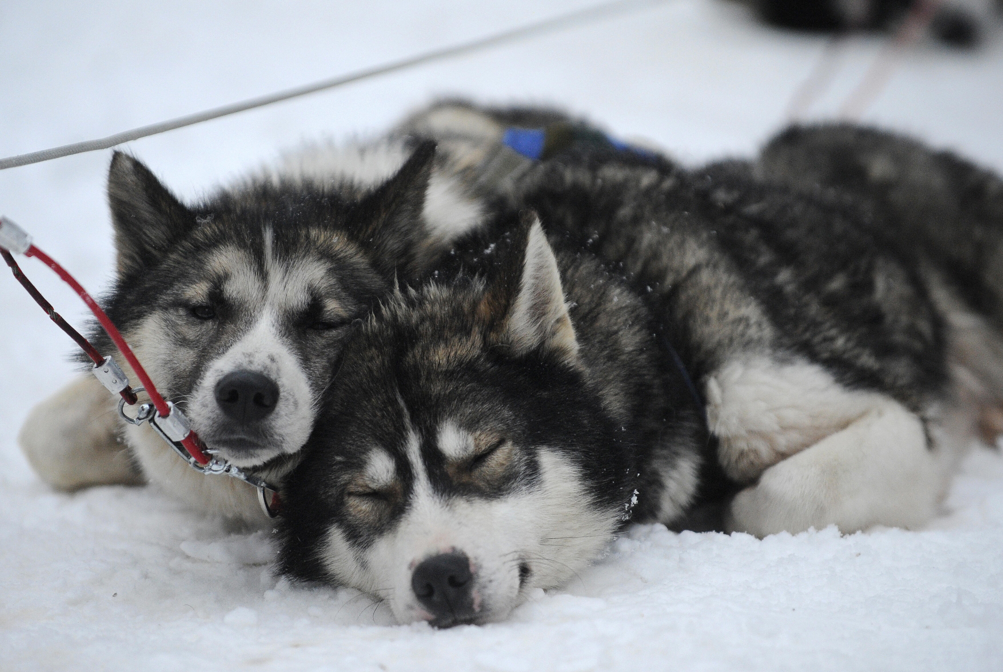 Siberian Huskies at rest. (OLIVIER MORIN/AFP/Getty Images)