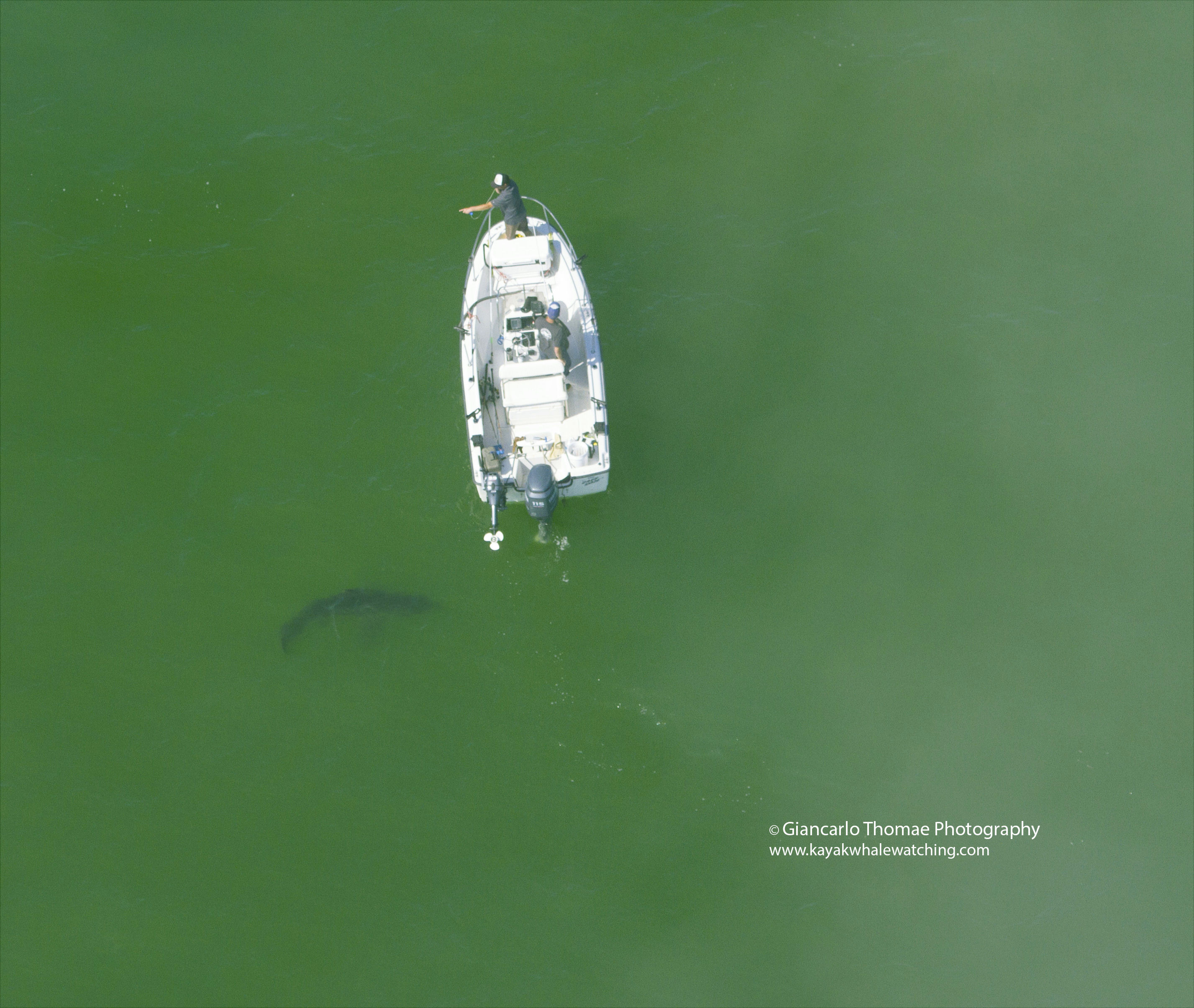 Images of an estimated 15 great white sharks were captured near Aptos on June 25th. (Photo: Giancarlo Thomae Photography)