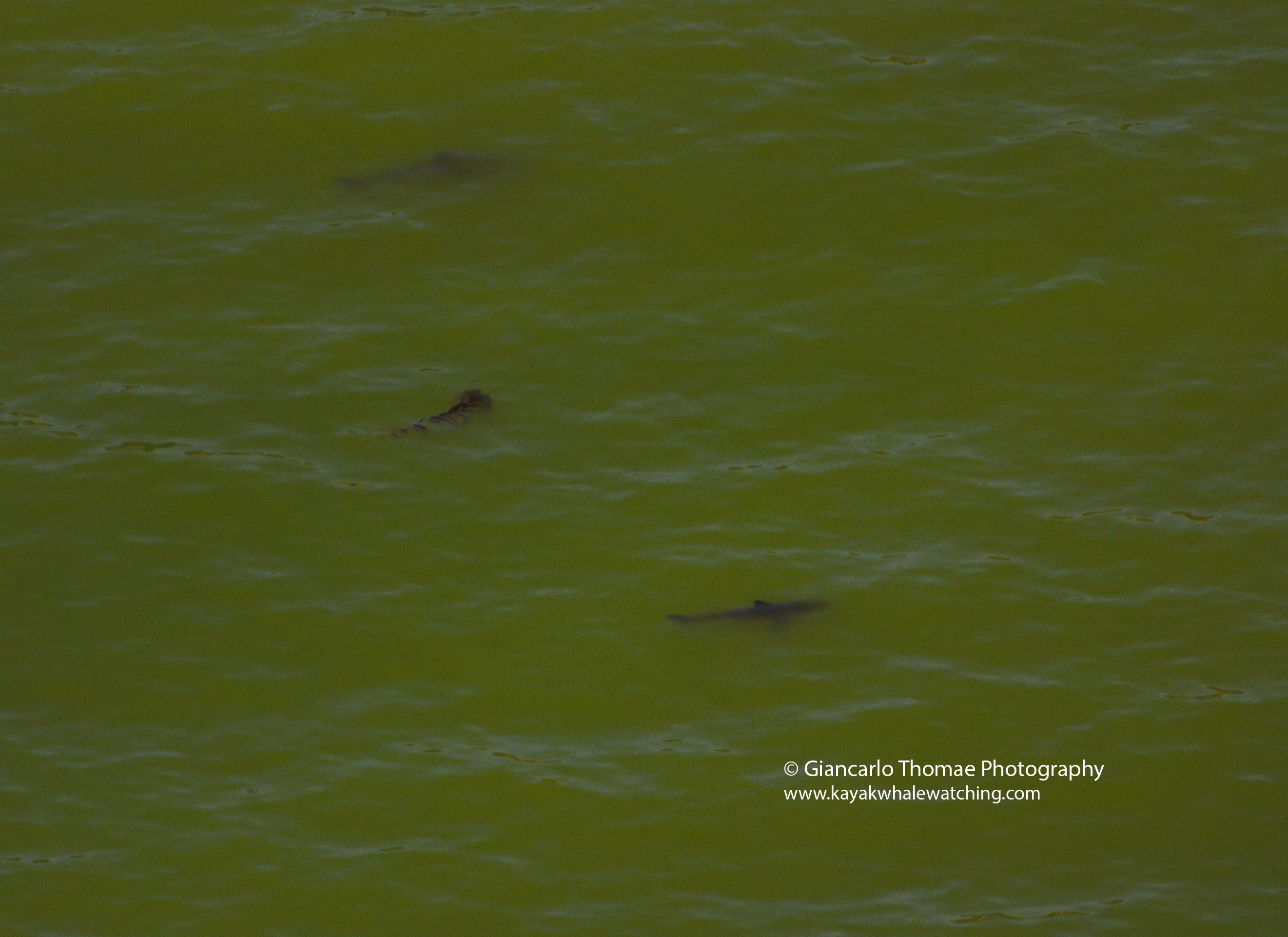 Images of an estimated 15 great white sharks were captured near Aptos on June 25th. (Photo: Giancarlo Thomae Photography)