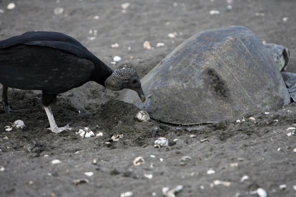 A vulture awaits to eat the eggs laid on the sand by a lora turtle. (YURI CORTEZ/AFP/Getty Images)