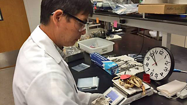 Dungeness Crab Tested in CDPH Lab