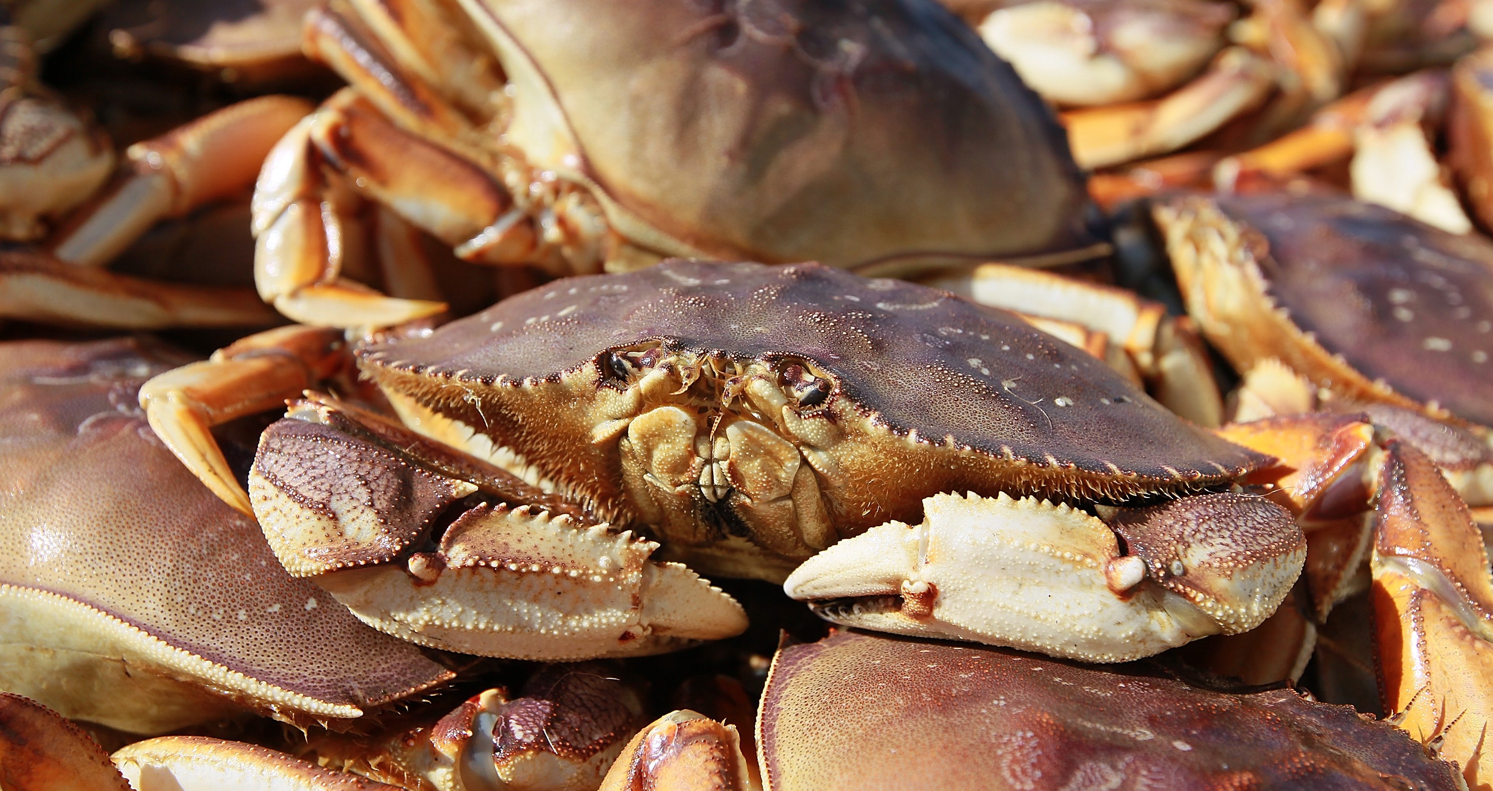 Pacific Ocean Becoming More Acidic, Dissolving Dungeness Crabs’ Shells - CBS Pittsburgh