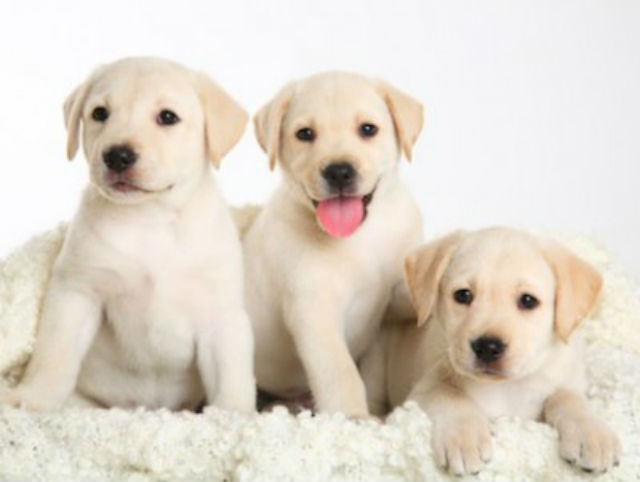 american kennel club puppies