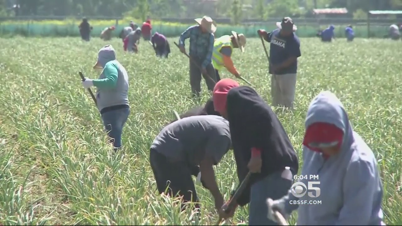 California Farmworkers Spend Cesar Chavez Day In Blazing Sun Cbs San Francisco