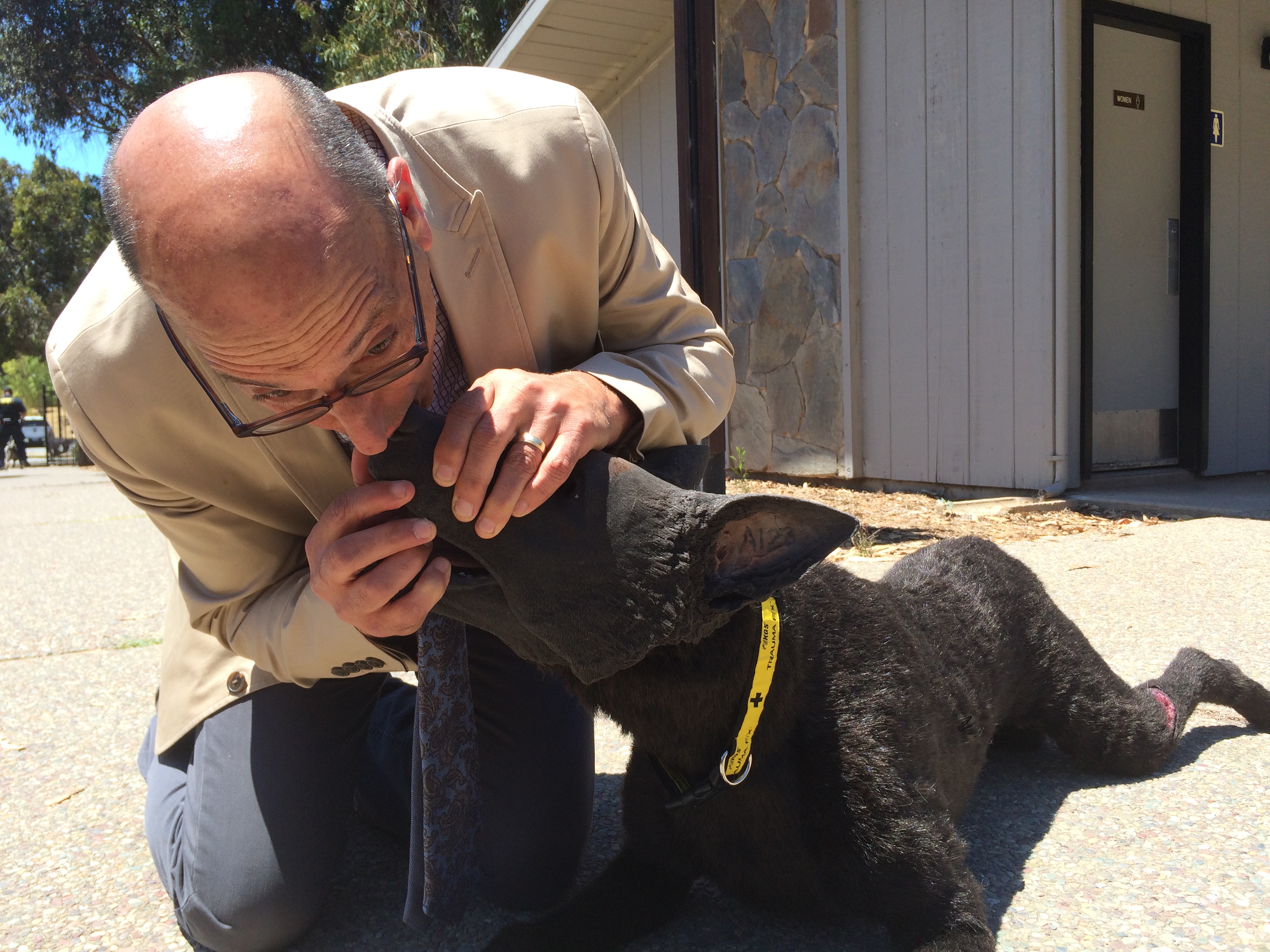 Reporter Mike Sugerman practices CPR on "Hero," a lifelike Belgian Malinois model dog. (CBS)