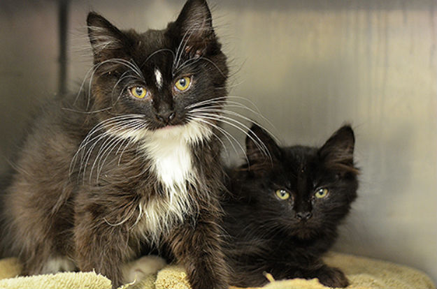 Tuxedo kittens and cats abandoned at the Marin Humane Society in Novato. (CBS) 