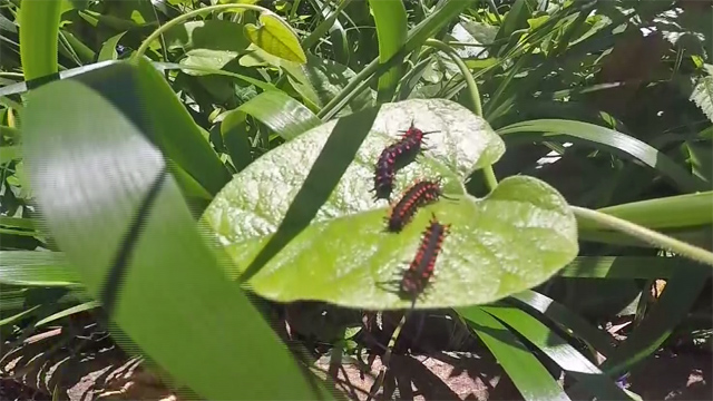Caterpillars on a Leaf