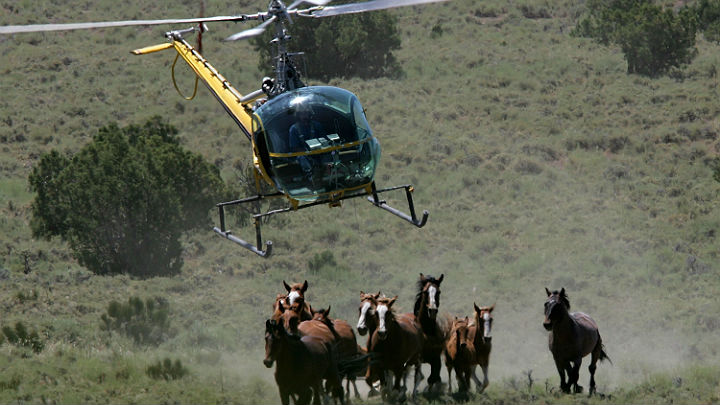 wild mustang gather getty images