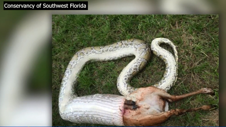Photo: Conservancy of Southwest Florida via CBS Miami