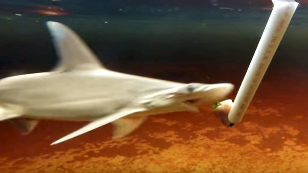 Bonnethead Shark Eats Seagrass