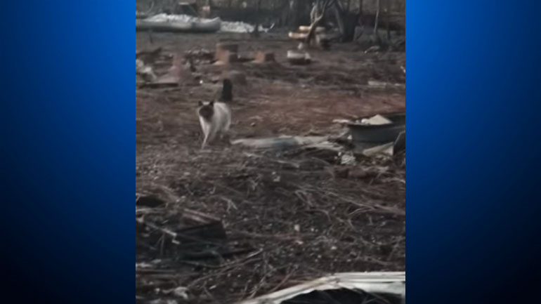 Timber the cat was found on December 8, 2018, one month after the Camp Fire tore through the town of Paradise. (Courtney Werblow/YouTube)