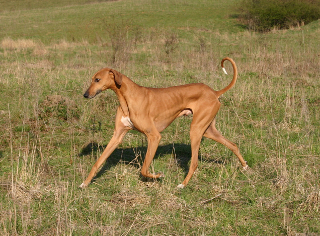 azawakh dog breeds