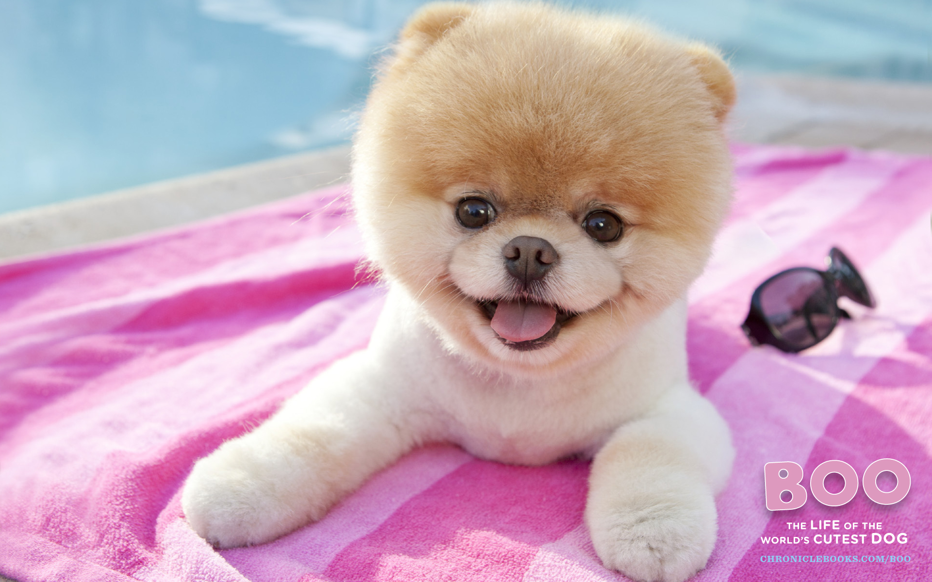 world's cutest dog boo breed
