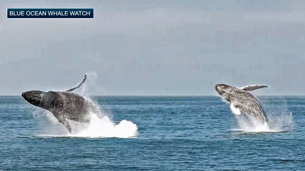 Whale Breachings Off Monterey Coast 