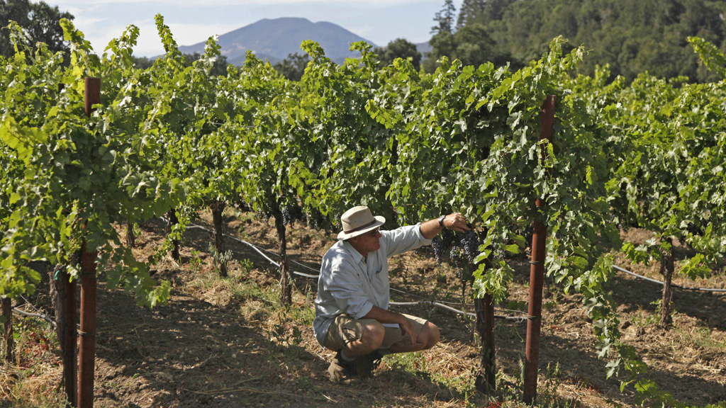 Grape Grower in Napa Valley Wine Country