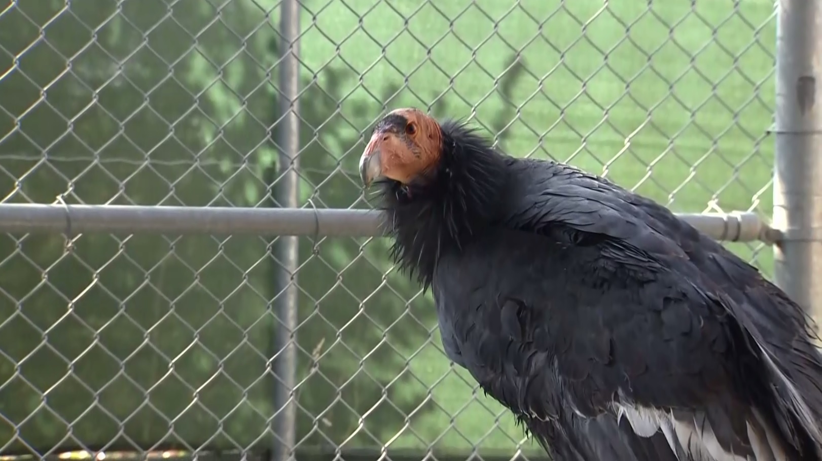 An endangered California condor being treated for lead poisoning at the Oakland Zoo, November 7, 2019. (CBS)
