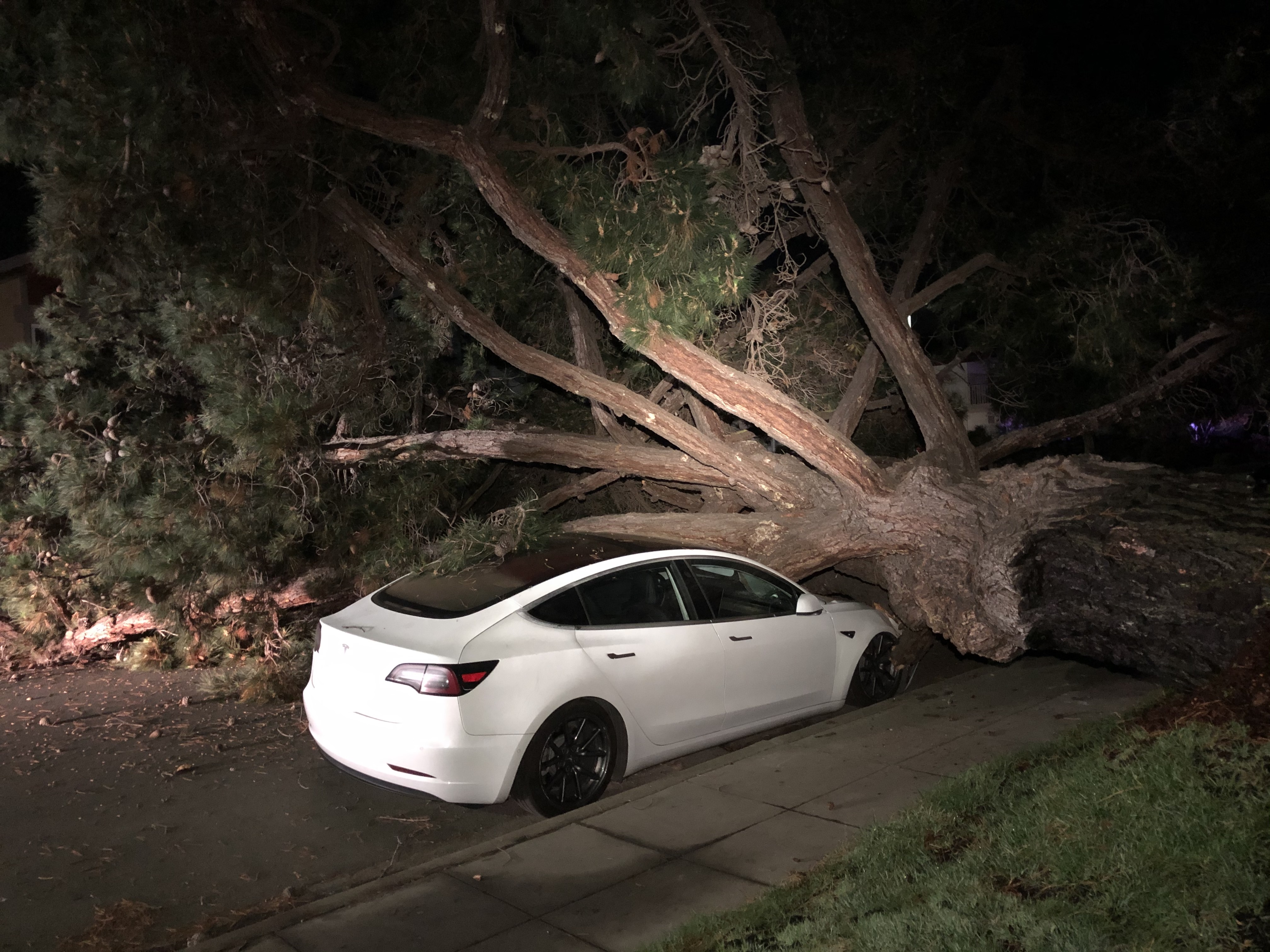 A tree crashed onto Catamaran Street between Ketch Court and Yawl Court in Foster City on February 24, 2020. (Foster City Police / Twitter)