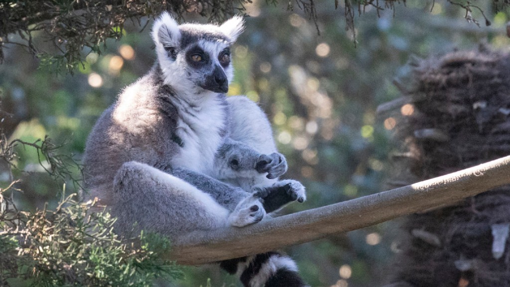 San Francisco Zoo Celebrates 'World Lemur Day' Along With Boy Who Found Maki - CBS San Francisco