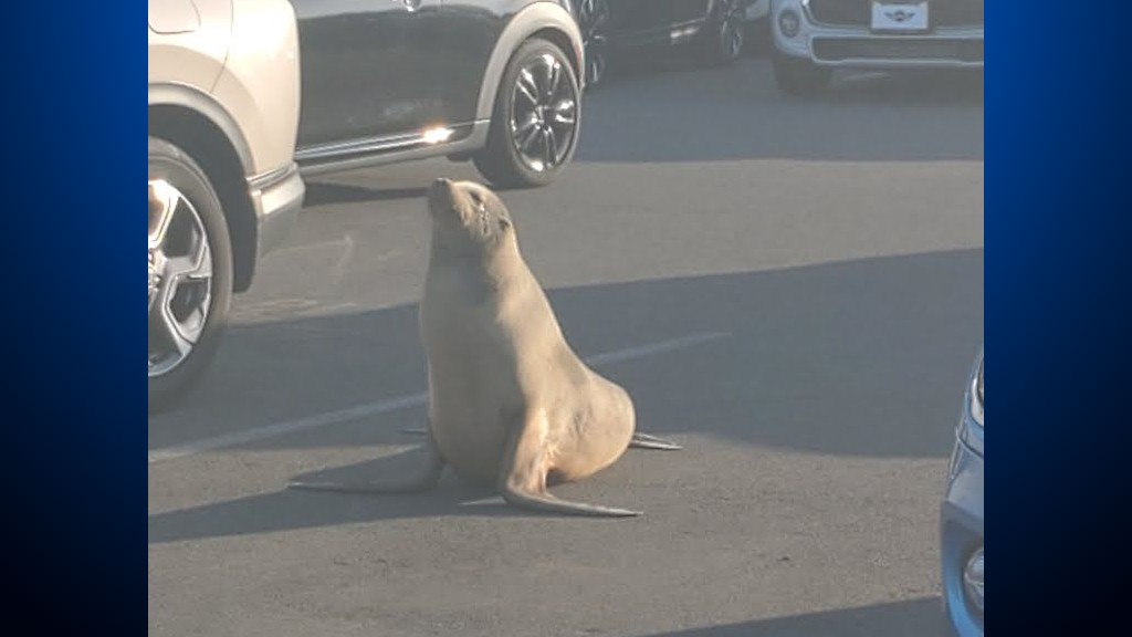 "Mini" the sea lion was rescued after it was found in the parking lot of the Mini of Marin car dealership in Corte Madera on November 2, 2020. (Marine Mammal Center)