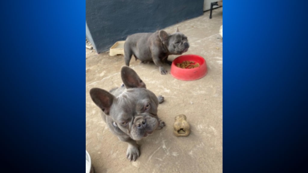 French bulldogs reportedly stolen from a home in Daly City on November 3, 2020. (Daly City Police Department)