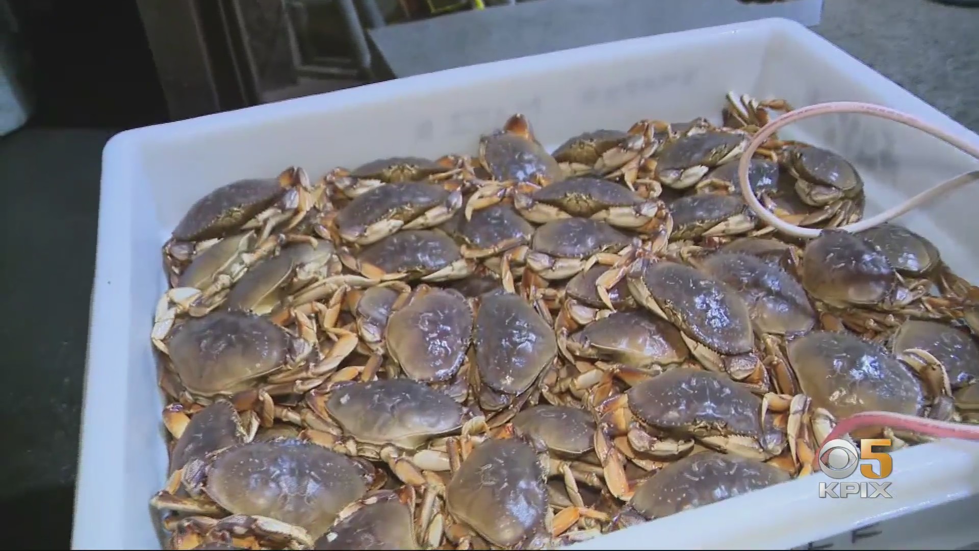 Dungeness crabs, the first of the season, arrive at Pier 45 in San Francisco, January 13, 2021. (CBS)