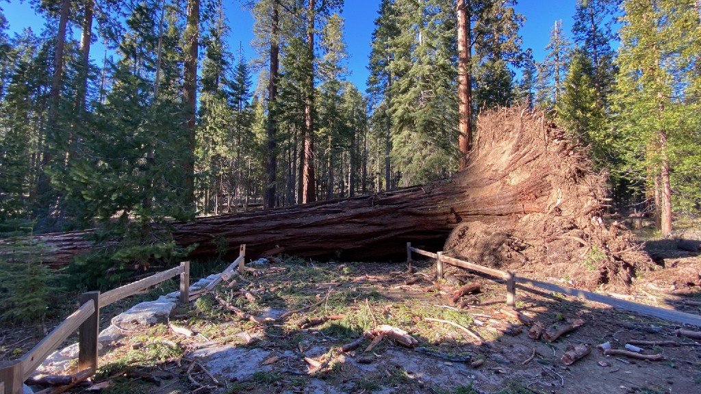 A giant sequoia tree that fell during a wind storm at Yosemite National Park on January 19, 2021. (National Park Service)