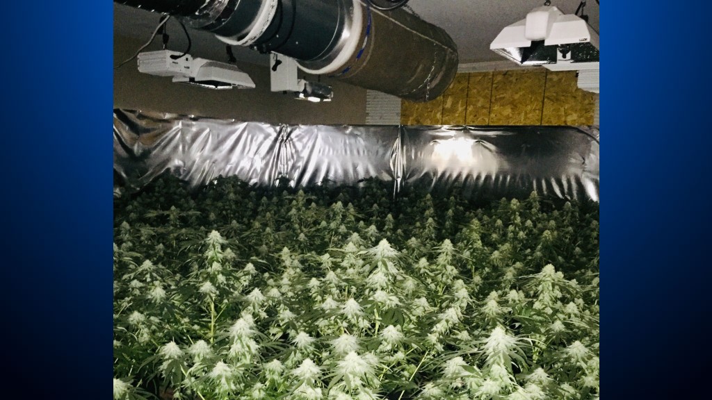 Marijuana grow house bust