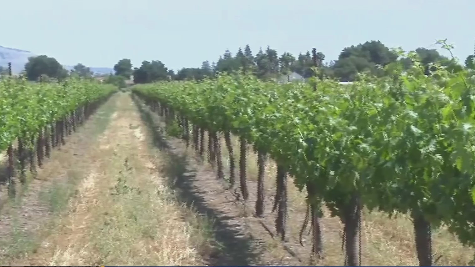 Wine grapes growing at George Guglielmo's vineyard in Morgan Hill. (CBS)