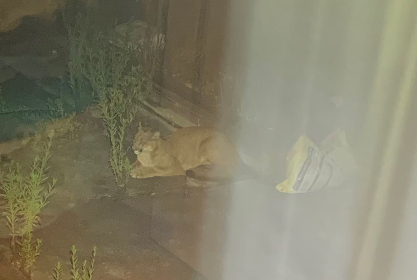Mountain Lion Spotted In Backyard of Daly City Home; Residents Warned