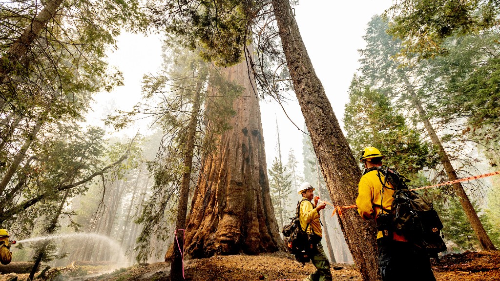 Line safety director Joe Labak marks a falling branch hazard in the Trail of 100 Giants of Sequoia National Forest, Calif., as the Windy Fire burns on Monday, Sept. 20, 2021. Labak said the sequoia at center sustained fire damage when the fire spotted into its crown. (AP Photo/Noah Berger)