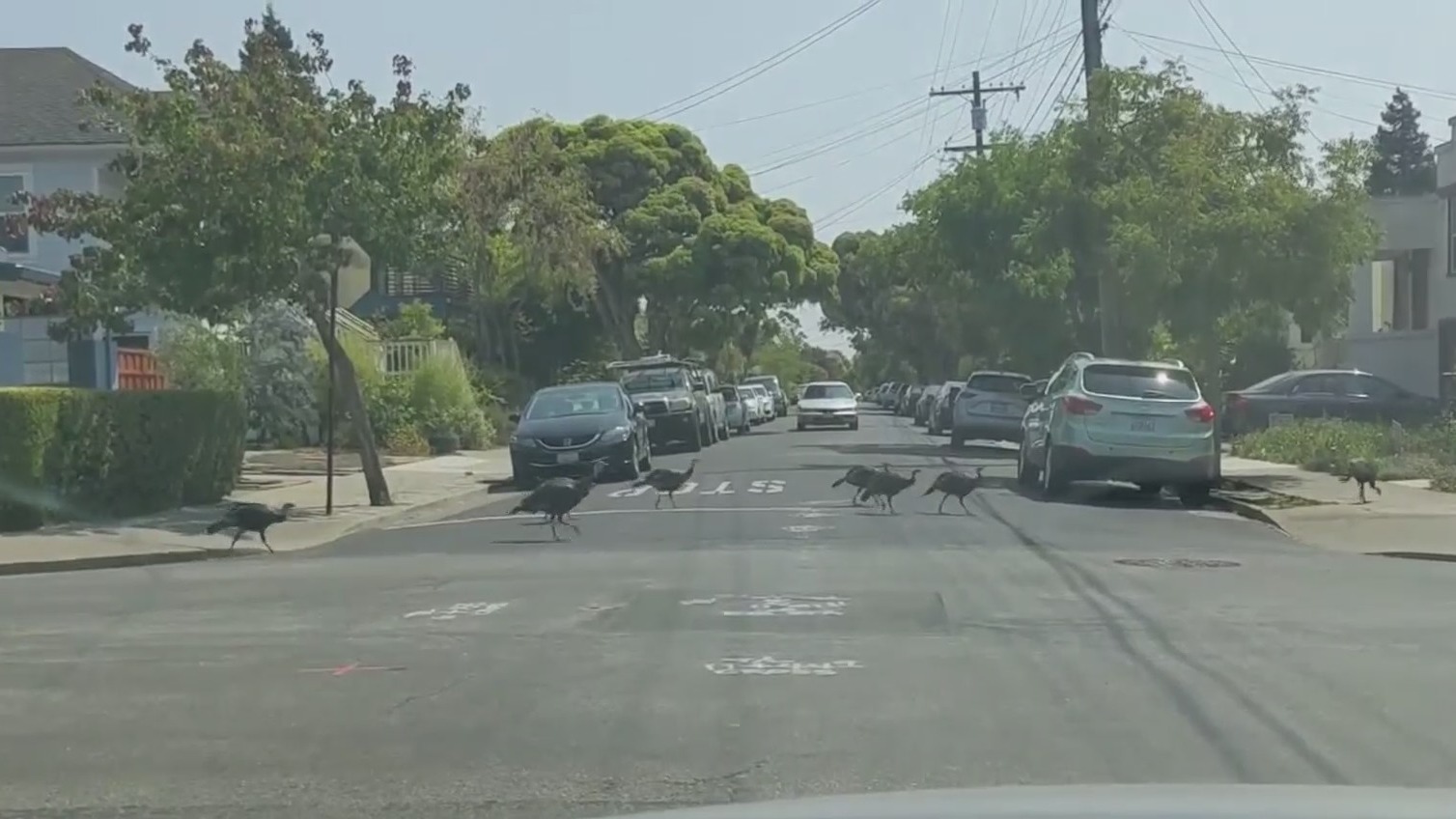 Turkeys roaming a neighborhood in the Bay Area. (CBS)