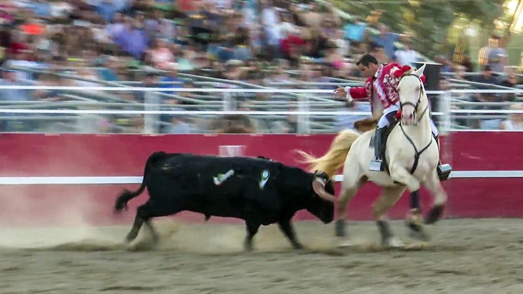 Bloodless Bullfighting, A Portuguese Tradition Kept Alive In Central Valley