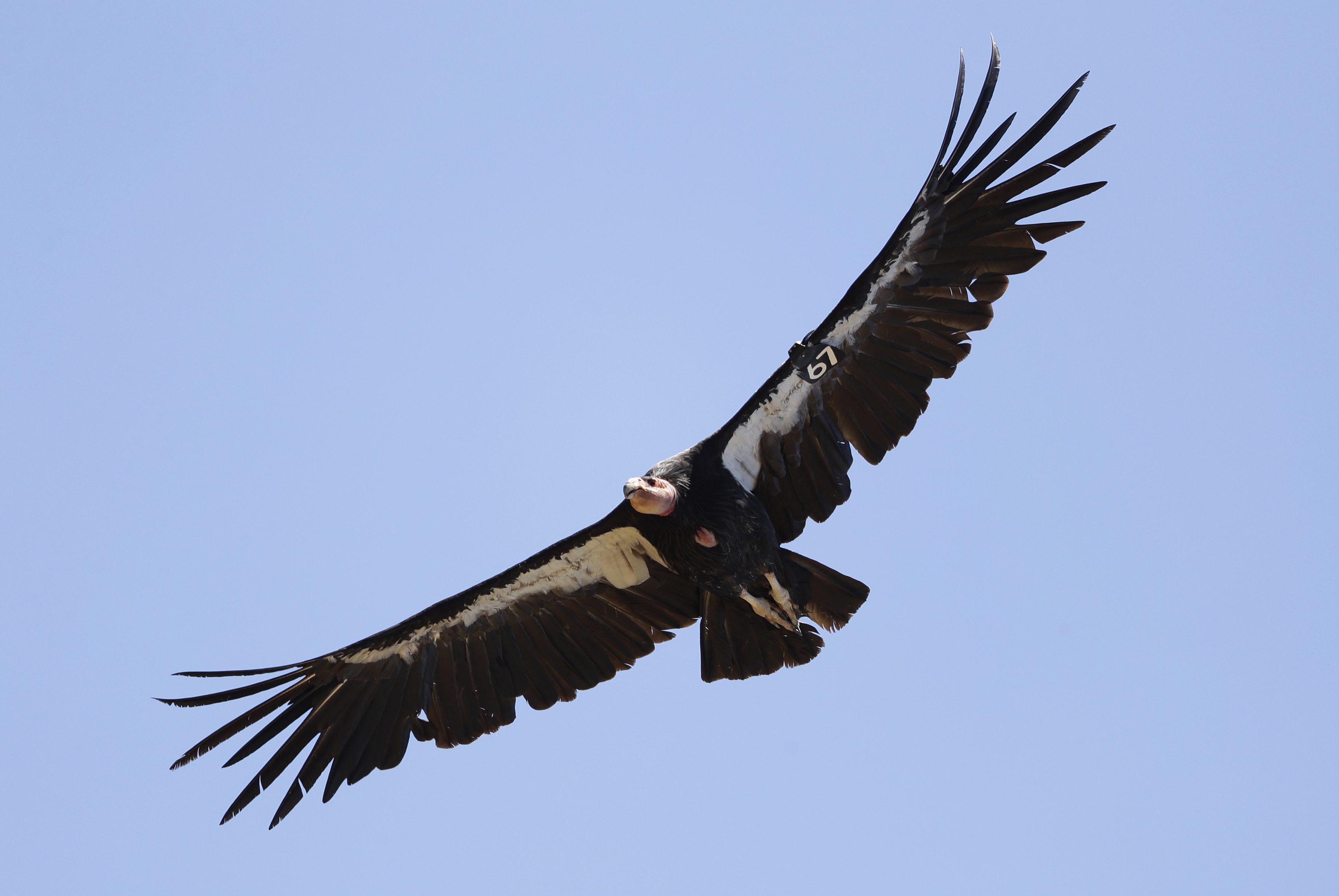 Study Finds California Condors Can Have ‘Virgin Births’