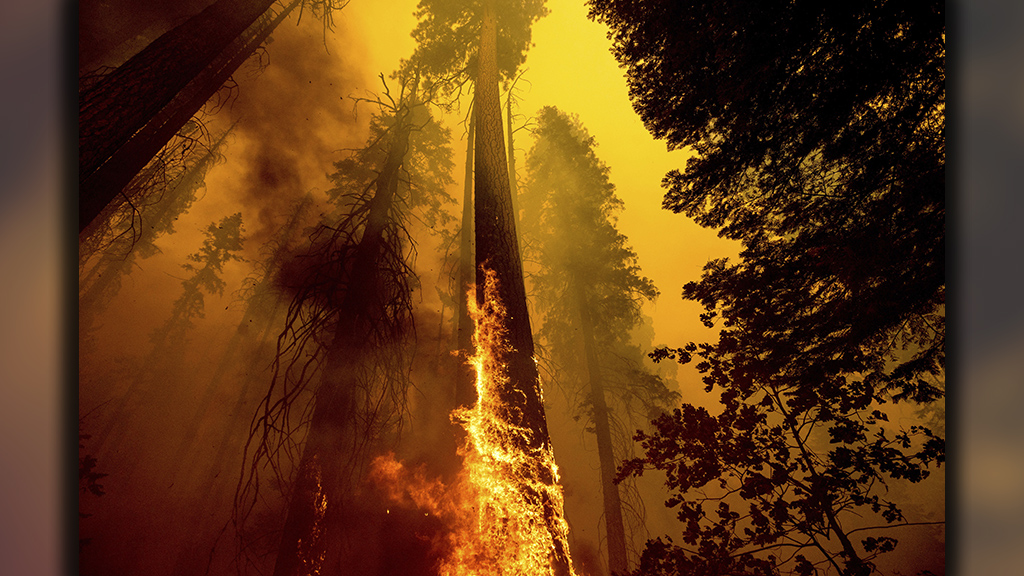 KNP Complex Wildfires - Sequoias Killed