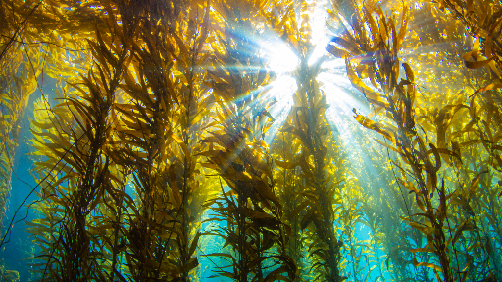 Kelp Forest Loss An Ecological Disaster Requiring Creative Solutions In Age of Climate Change