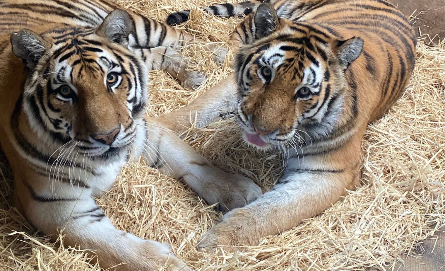 Oakland Zoo Forced Euthanize Beloved, Ailing Tiger Sisters Molly and Milou