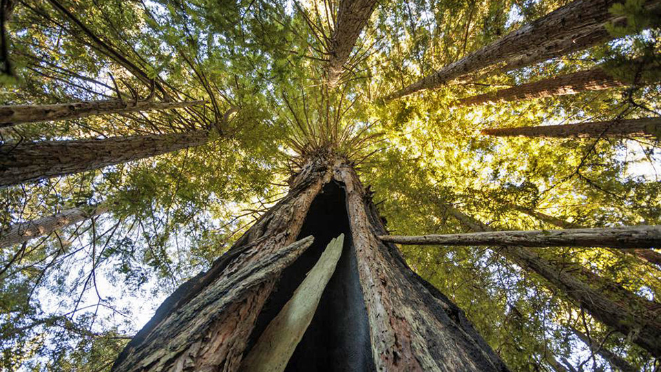 Lost Coast Redwood Trees