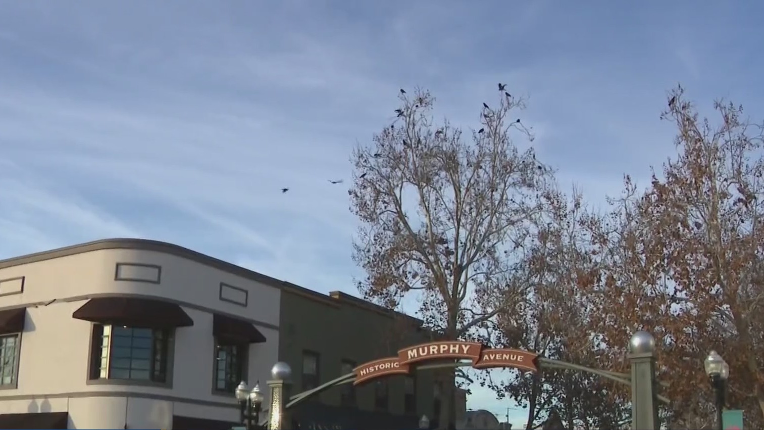 Crows perched above historic Murphy Avenue in downtown Sunnyvale. (CBS)