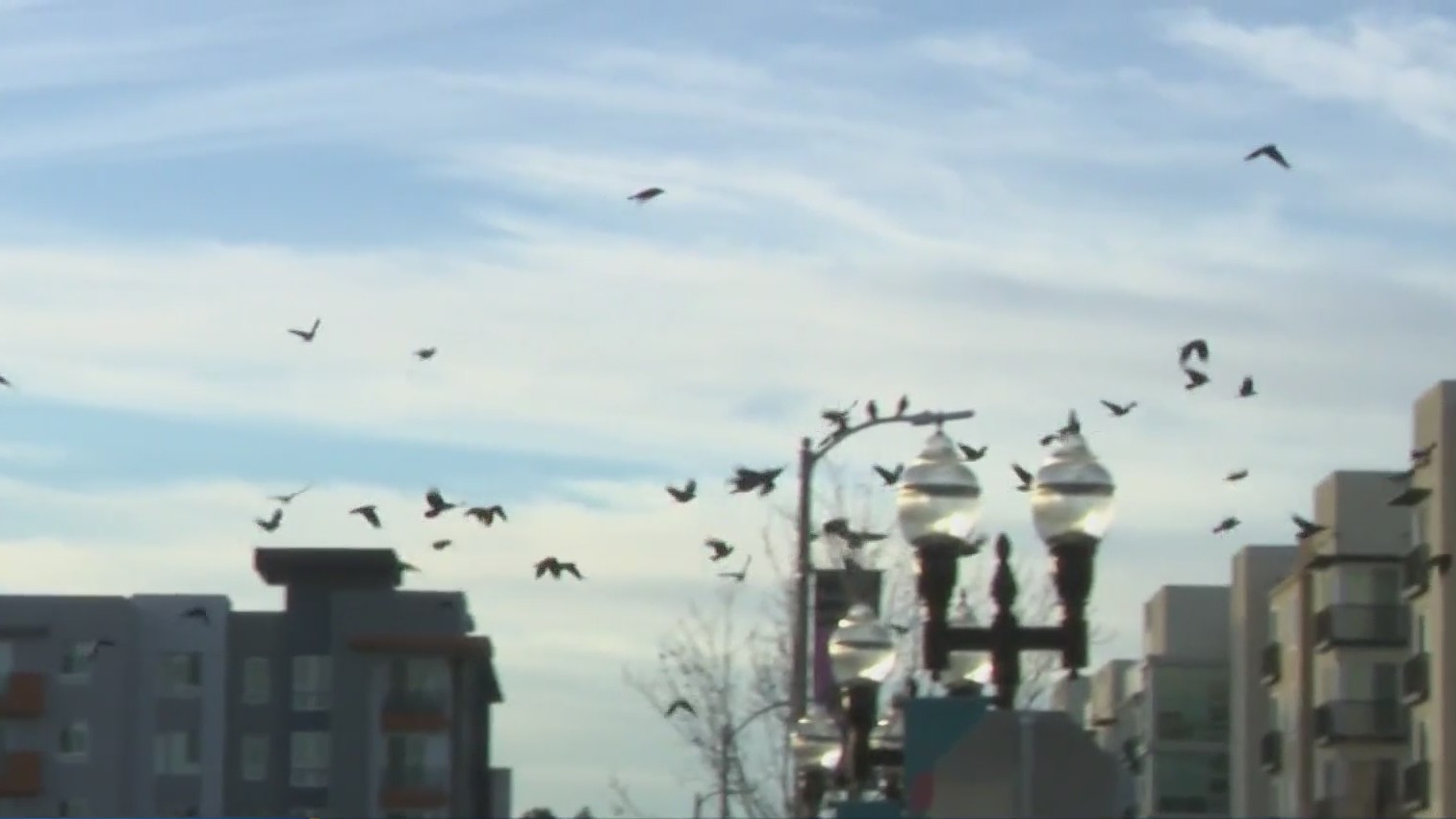A flock of crows flies above Downtown Sunnyvale. (CBS)