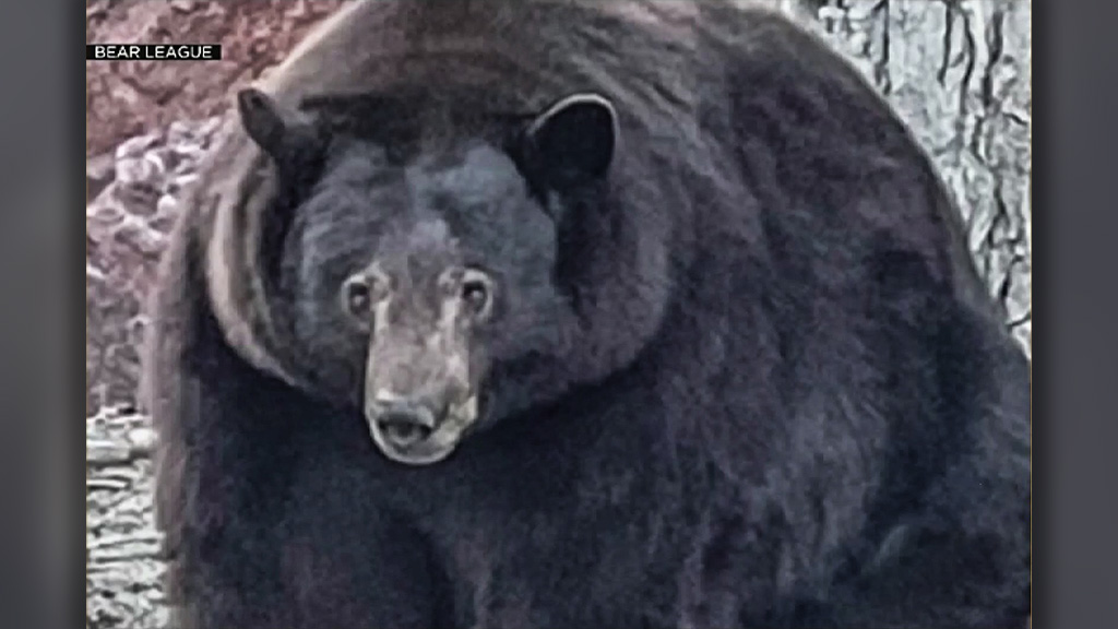 Bear Known as &#39;Hank the Tank&#39; Terrorizes Lake Tahoe Neighborhood â CBS San  Francisco